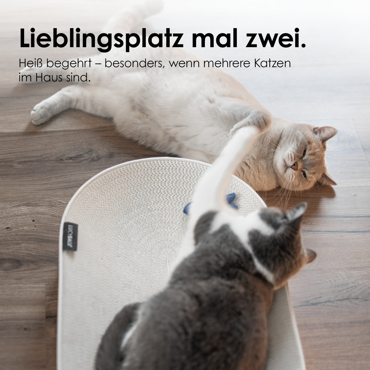 SCRATCHBED panier en carton