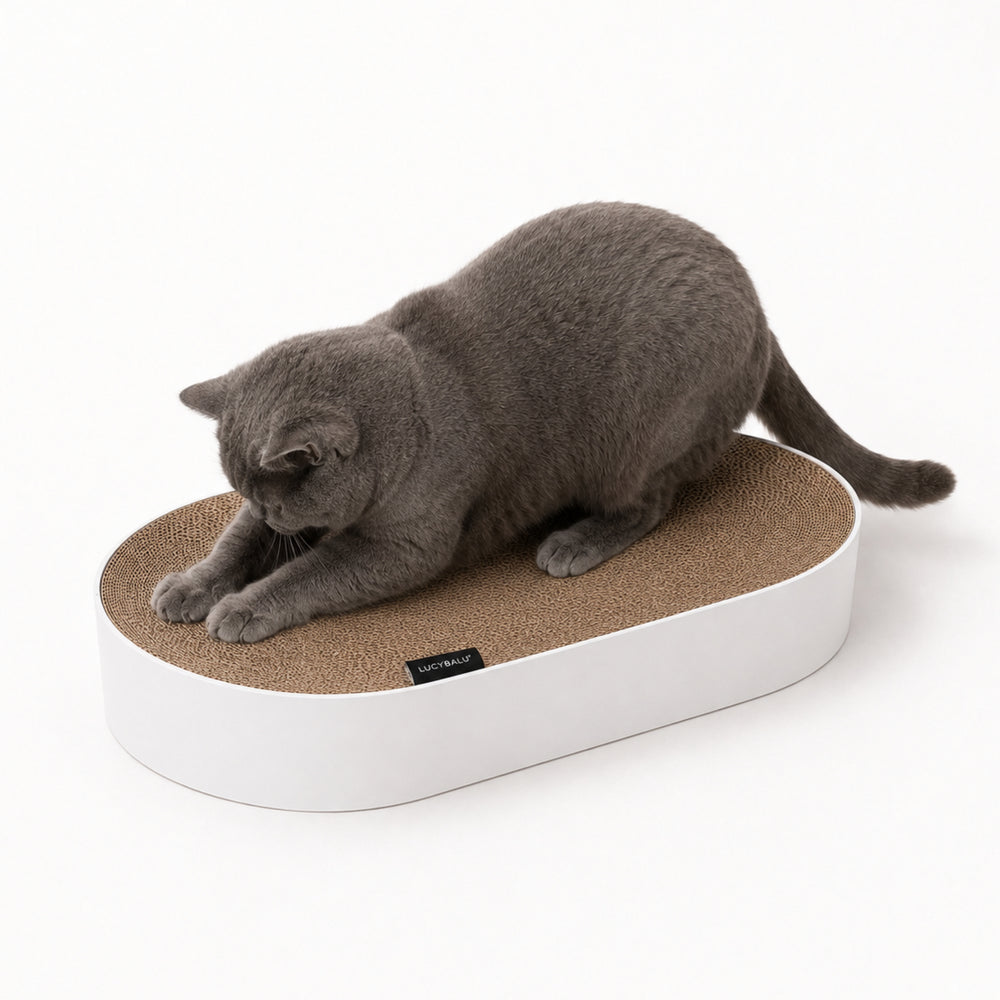 Lit griffoir en carton SCRATCHBED blanc, chat British Shorthair gris qui griffe le carton ondulé