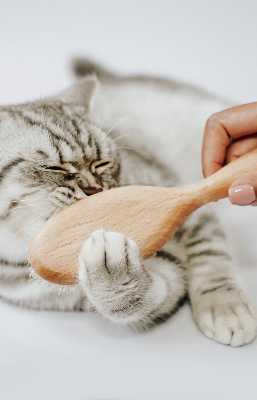 Fellpflege mit Katzen Bürste 