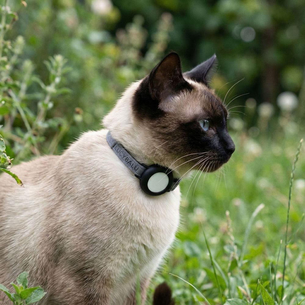 Kat in groene wei met grijze DORI kattenhalsband en AirTag