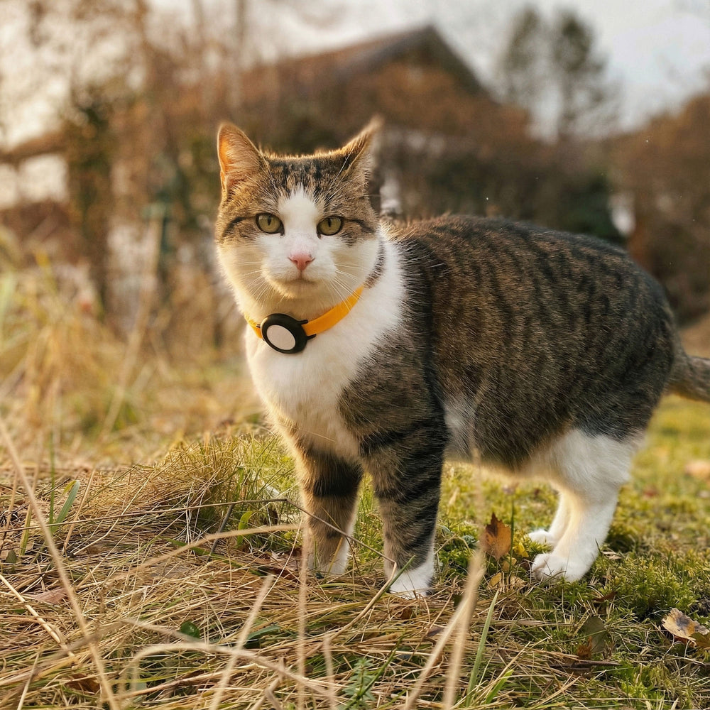 Cyperse kat met oranje NEMO halsband en veiligheidssluiting op een herfstweide