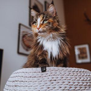 Outlet: BASKET Cat Bed
