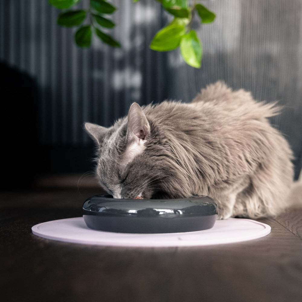 CIRCLE onderlegger in lila, grijze langharige kat eet uit donkere bak