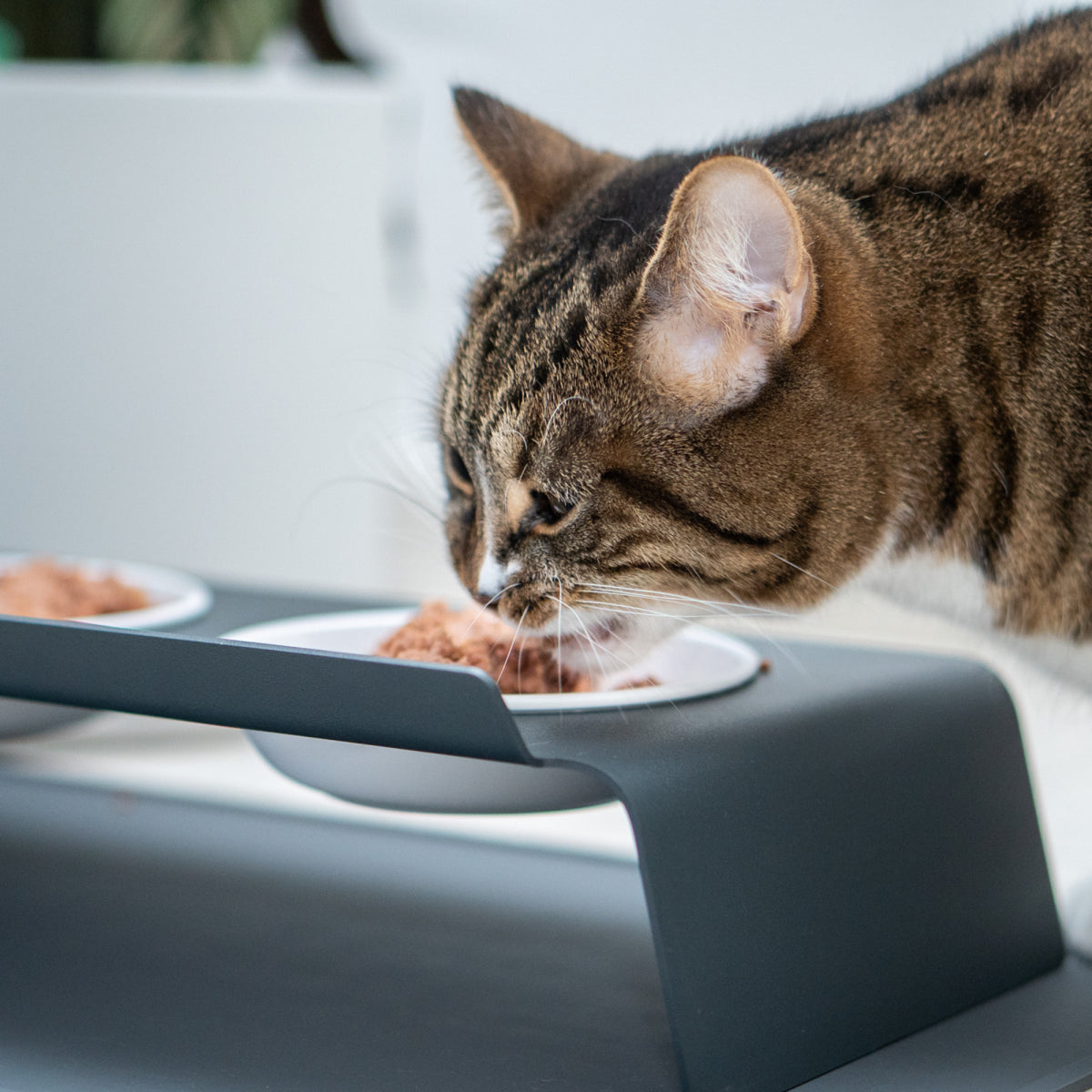 erhöhter Katzennapf