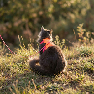 EXPLORER cat harness