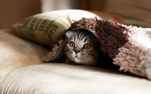 Symptome der FIP bei Katzen