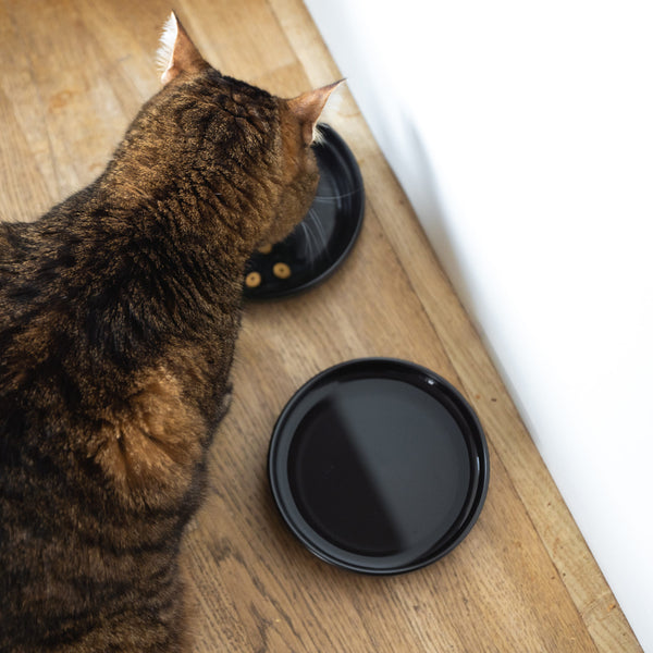 Katze frisst aus dem BOWL Porzellannapf in Schwarz – zwei Näpfe auf Holzboden.