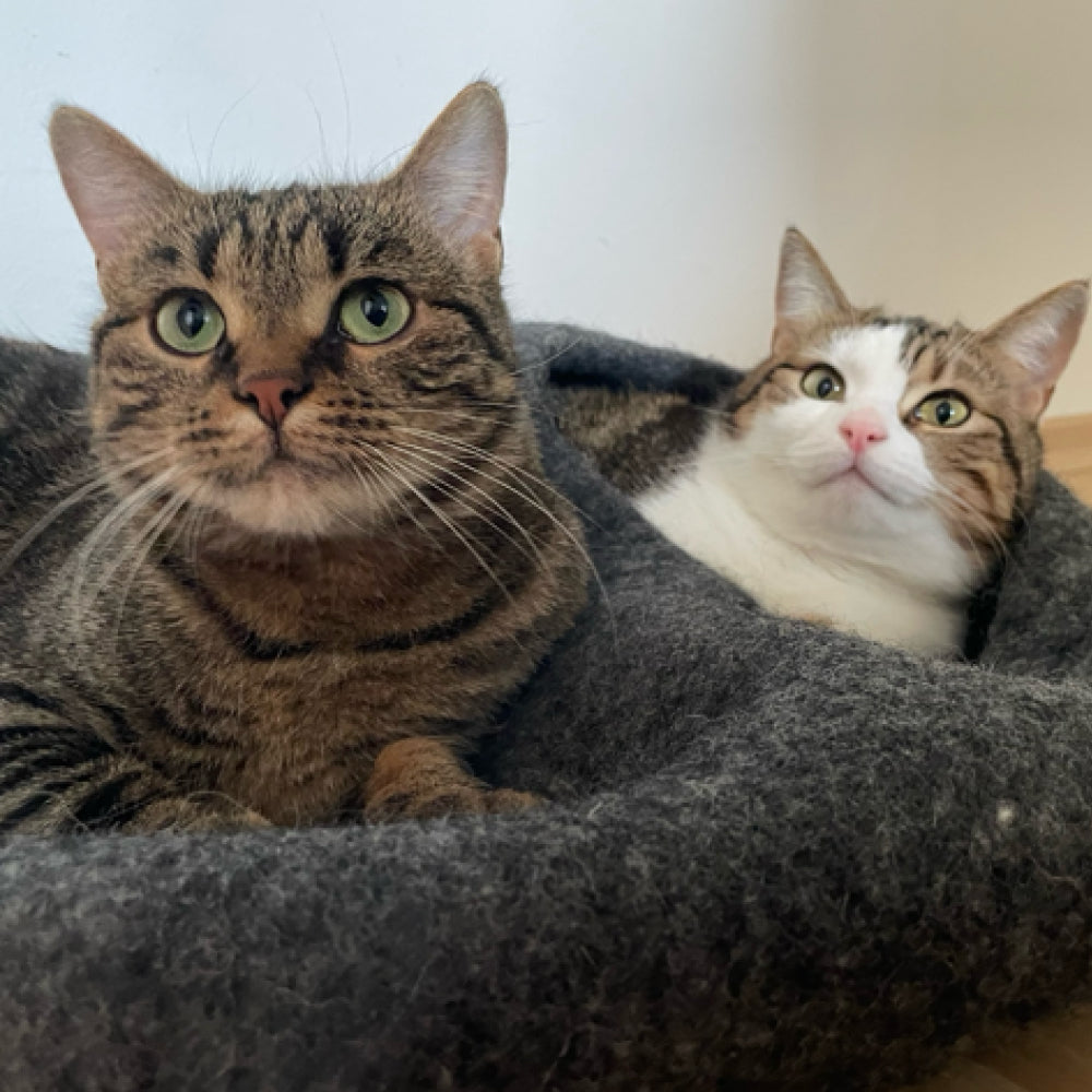 all paws a home – zwei Tierheimkatzen aus Gelderland im grauen Filz-Katzenbett