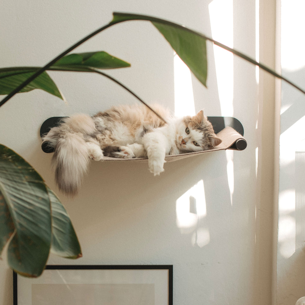 Hamac pour chat SWING : un chat à poil long se repose dans le hamac mural beige, entouré de lumière et de plantes vertes.