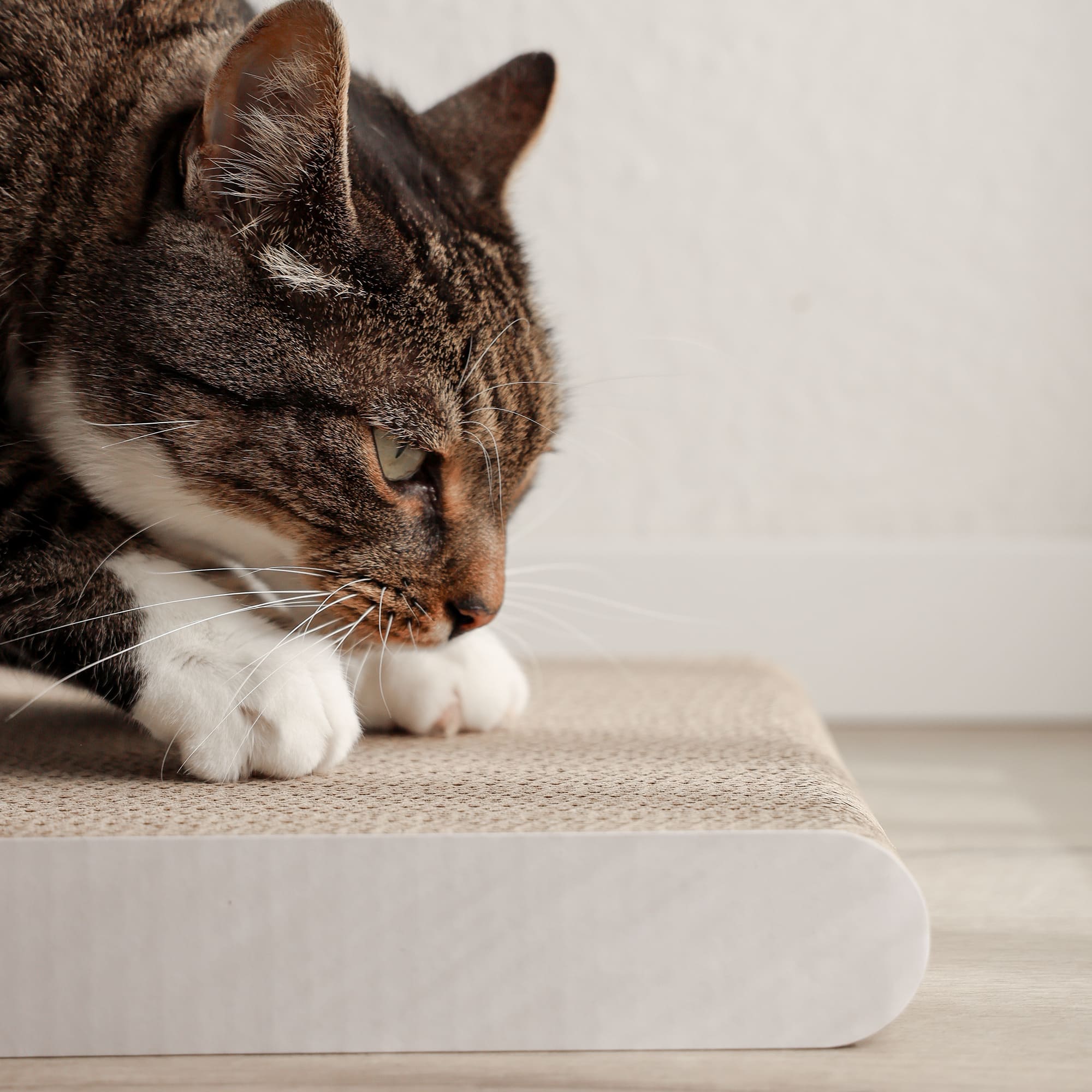 WALLPAPER cardboard scratching board
