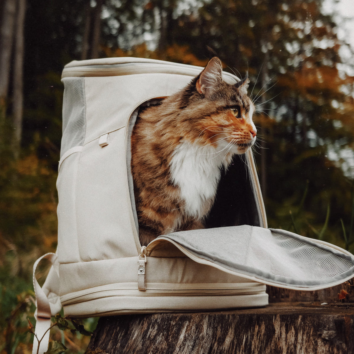 katze in katzenrucksack