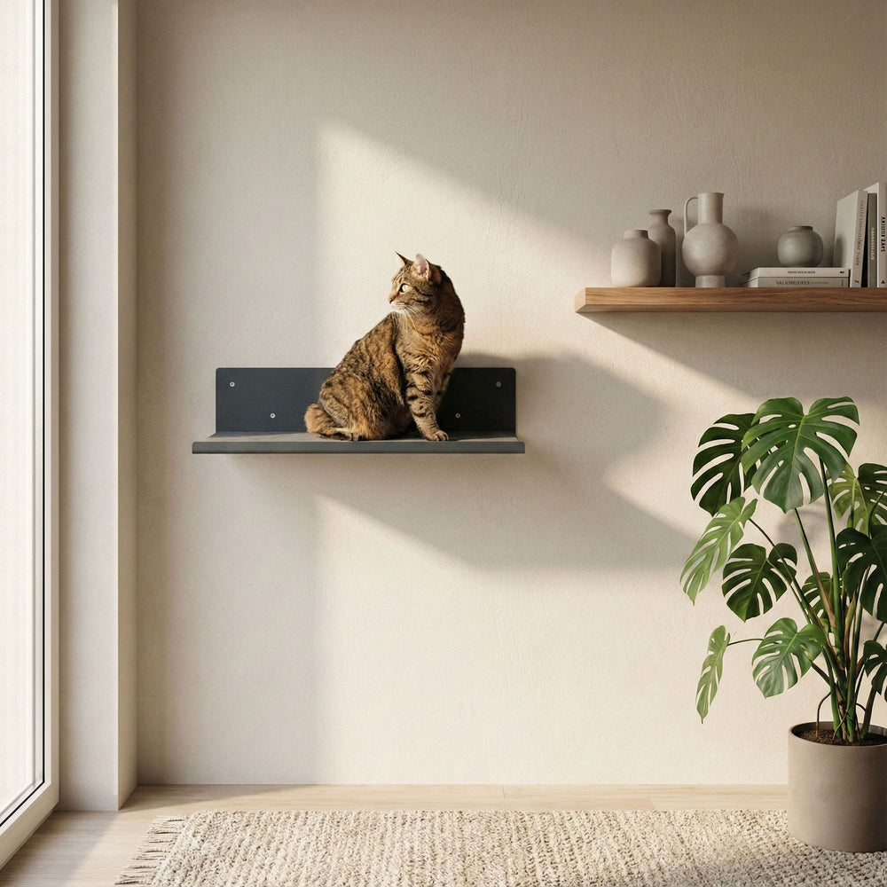 Un chat assis sur l'étagère murale STRAIGHT en anthracite – salon moderne avec étagère et plante.