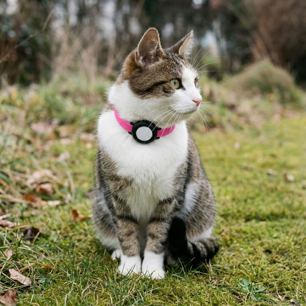 Cyperse kat met roze NEMO halsband en veiligheidssluiting in het gras