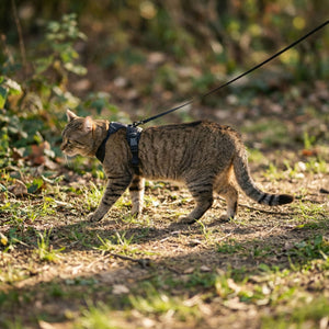 EXPLORER cat harness