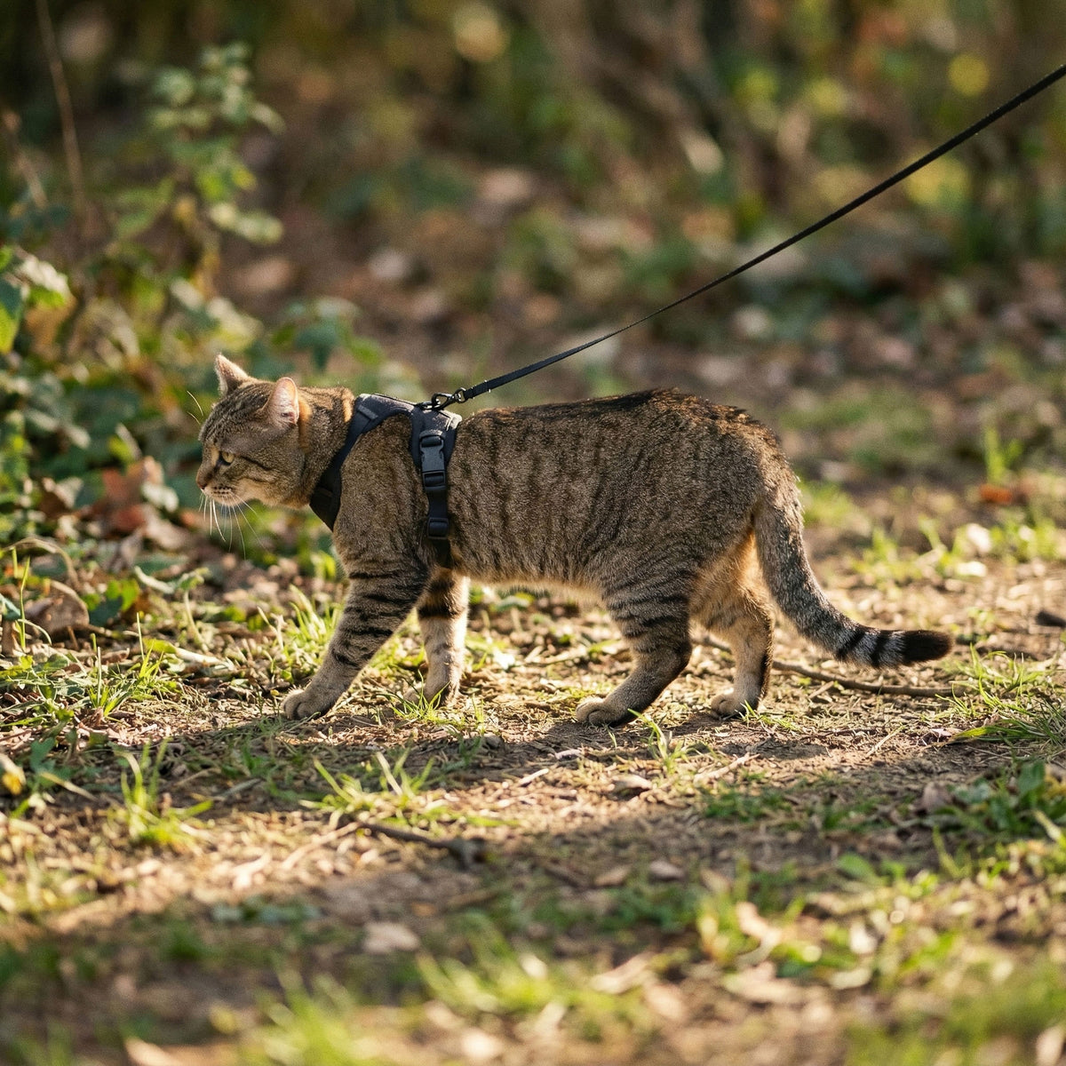 EXPLORER Harnais pour chat
