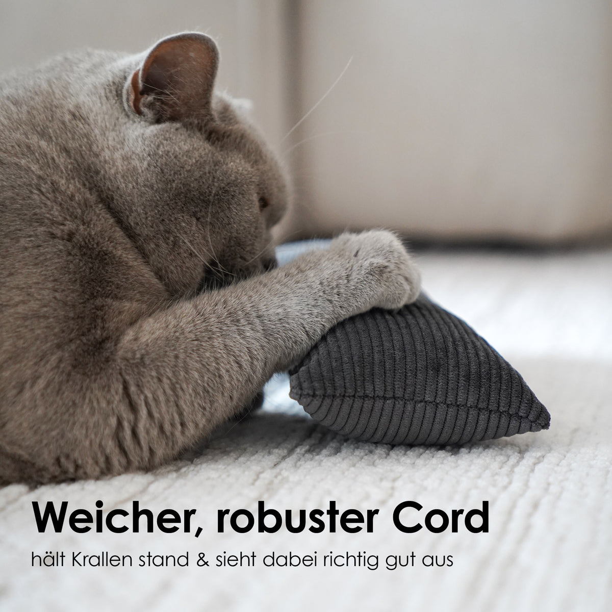 Graue Katze schnuppert an beigem Cord Spielkissen mit Katzenminze und Merinowolle Füllung