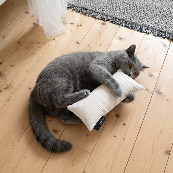 Graue Britisch Kurzhaar Katze beißt und umklammert weißes KICK BUNNY Kissen aus Cord mit Katzenminze auf Holzboden
