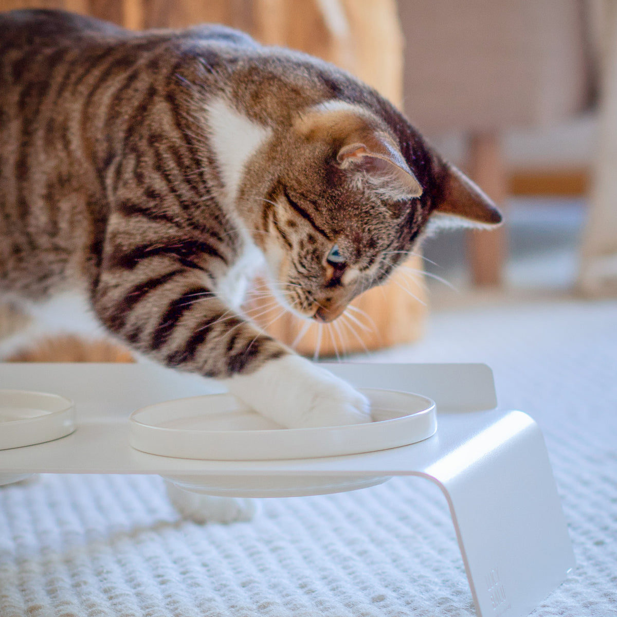 Katzen Futterstation mit Porzellanschalen