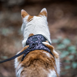 EXPLORER cat harness