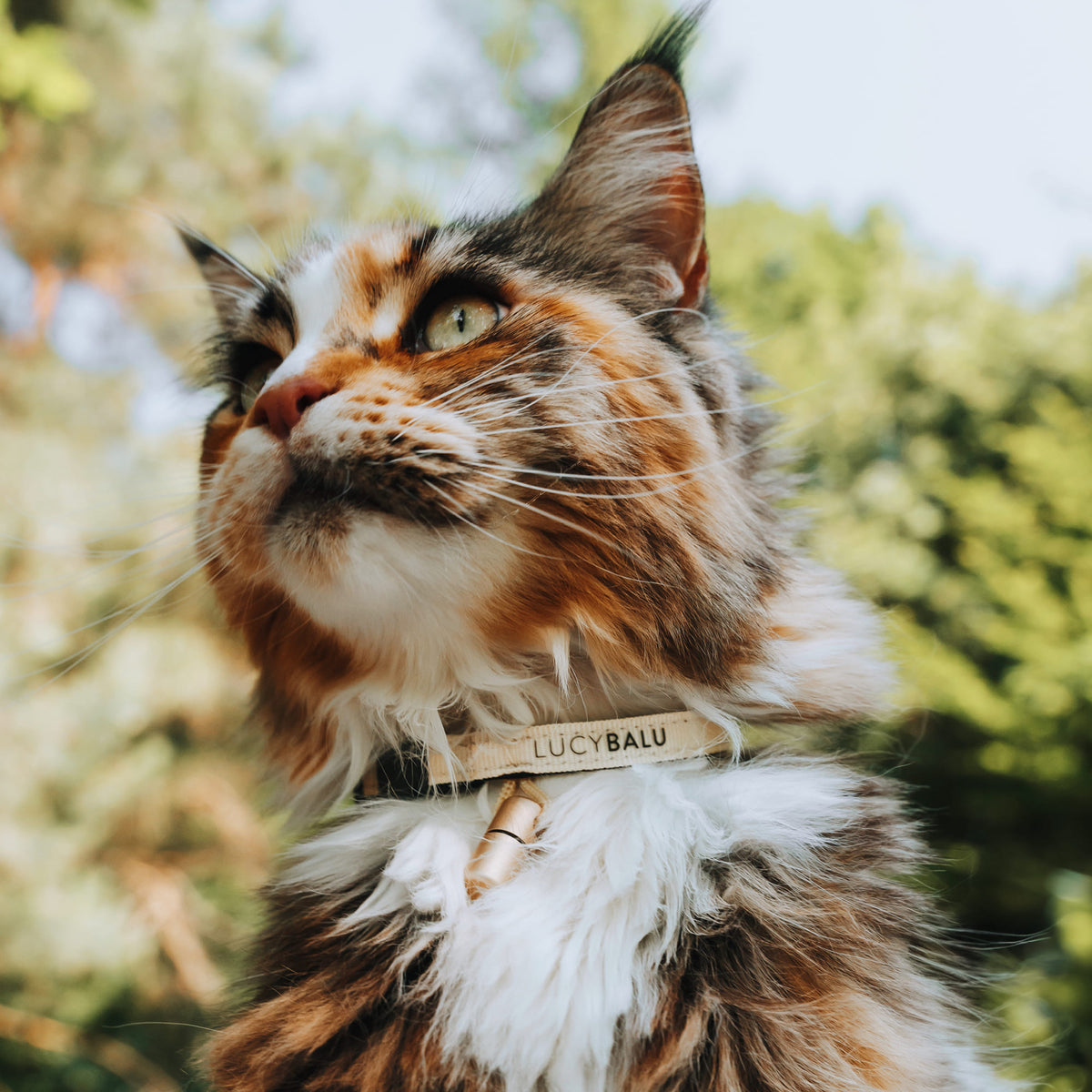 Maine Coon mit beigem Katzenhalsband und Notfallkapsel – elegantes Halsband für Outdoor-Katzen.