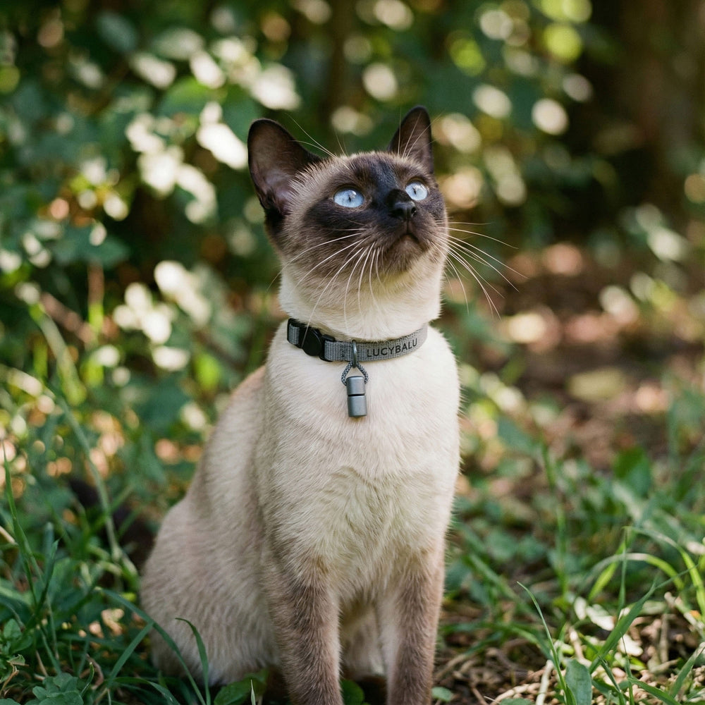 WILLY kattenhalsband met naamcapsule in grijs