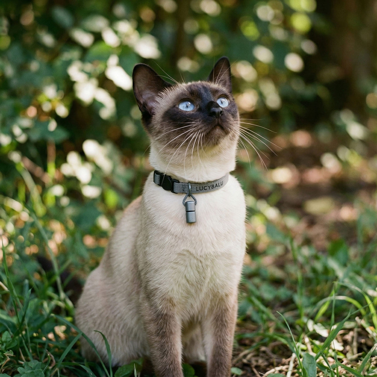 WILLY kattenhalsband met naamkapsel