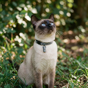 WILLY kattenhalsband met naamkapsel