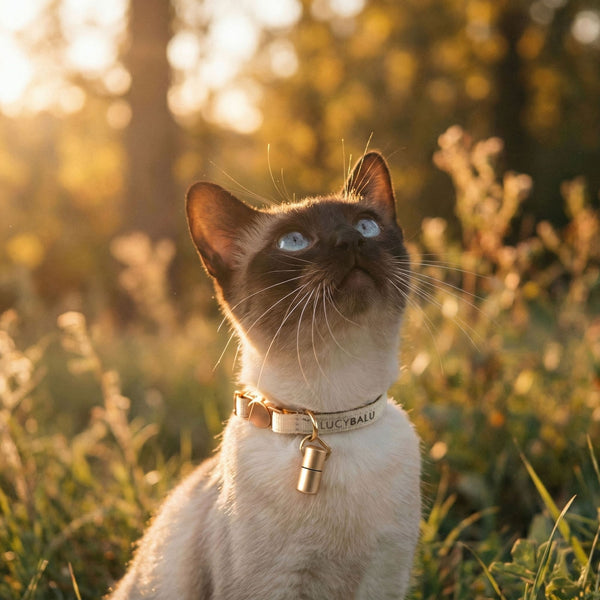 Collier pour chat WILLY avec capsule à nom en sable