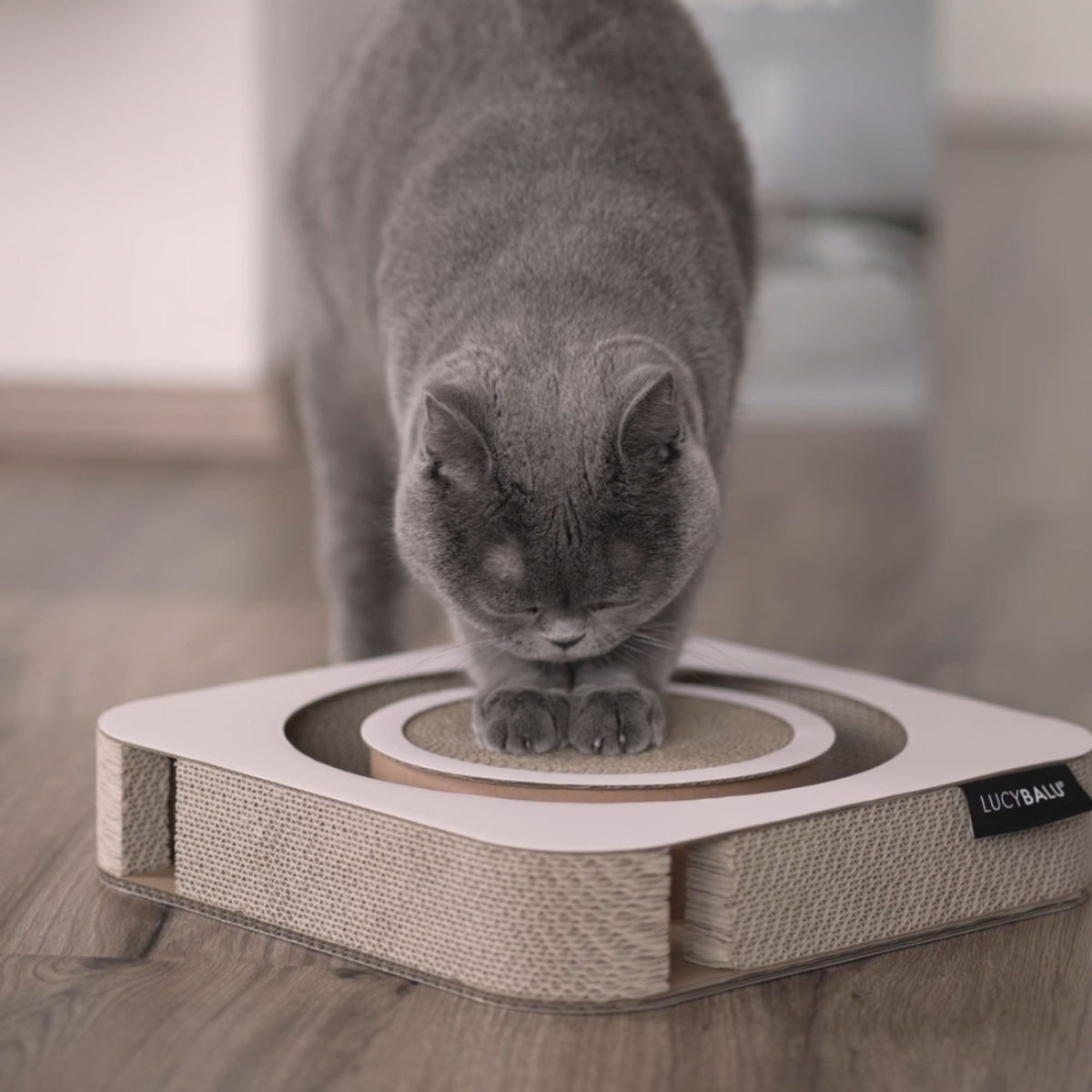 PLAYBOOK Interaktives Spielzeug