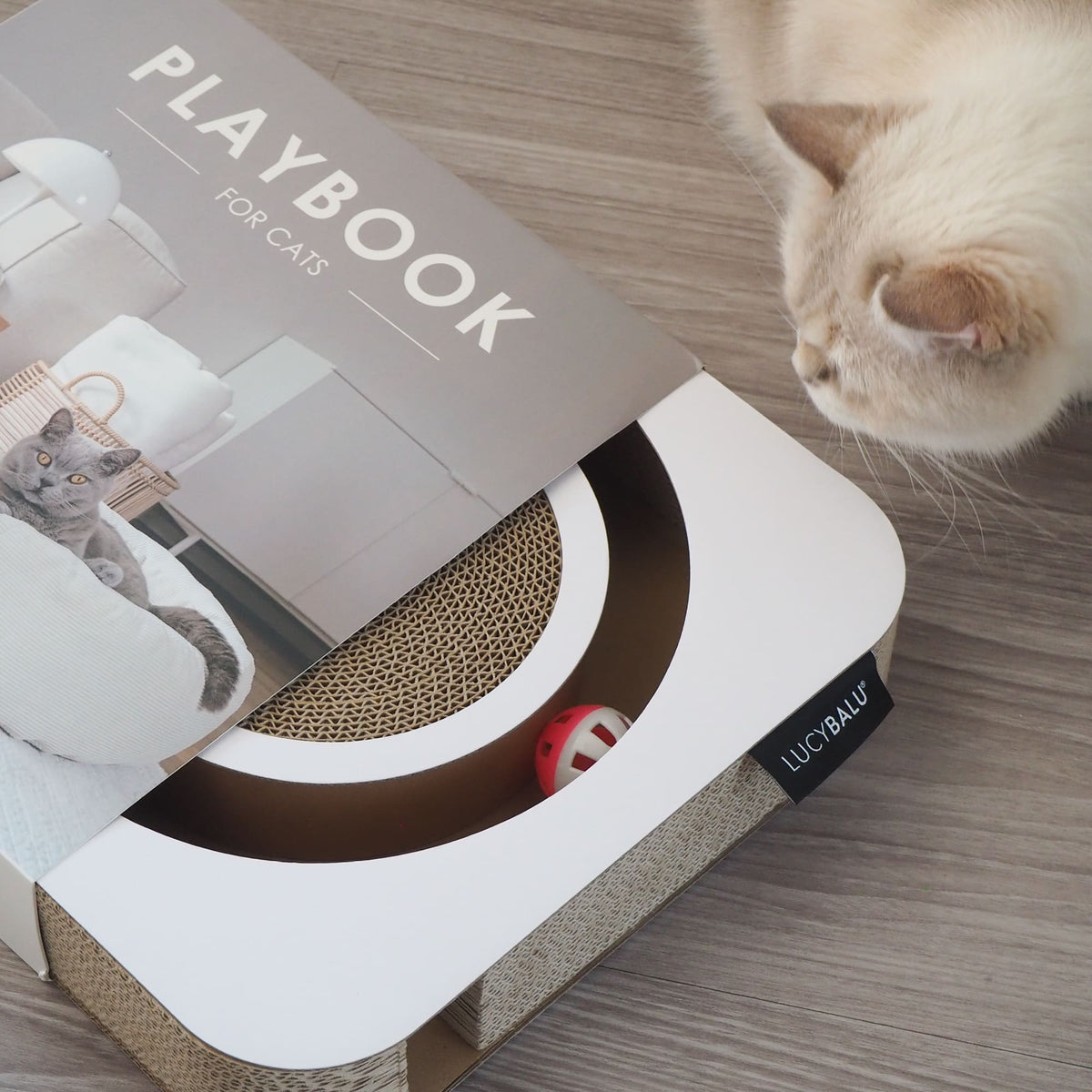Katze betrachtet das LucyBalu Playbook, ein Katzen Kratzspielzeug im Table Book Look mit integrierter Kratzfläche und Ball im Inneren.