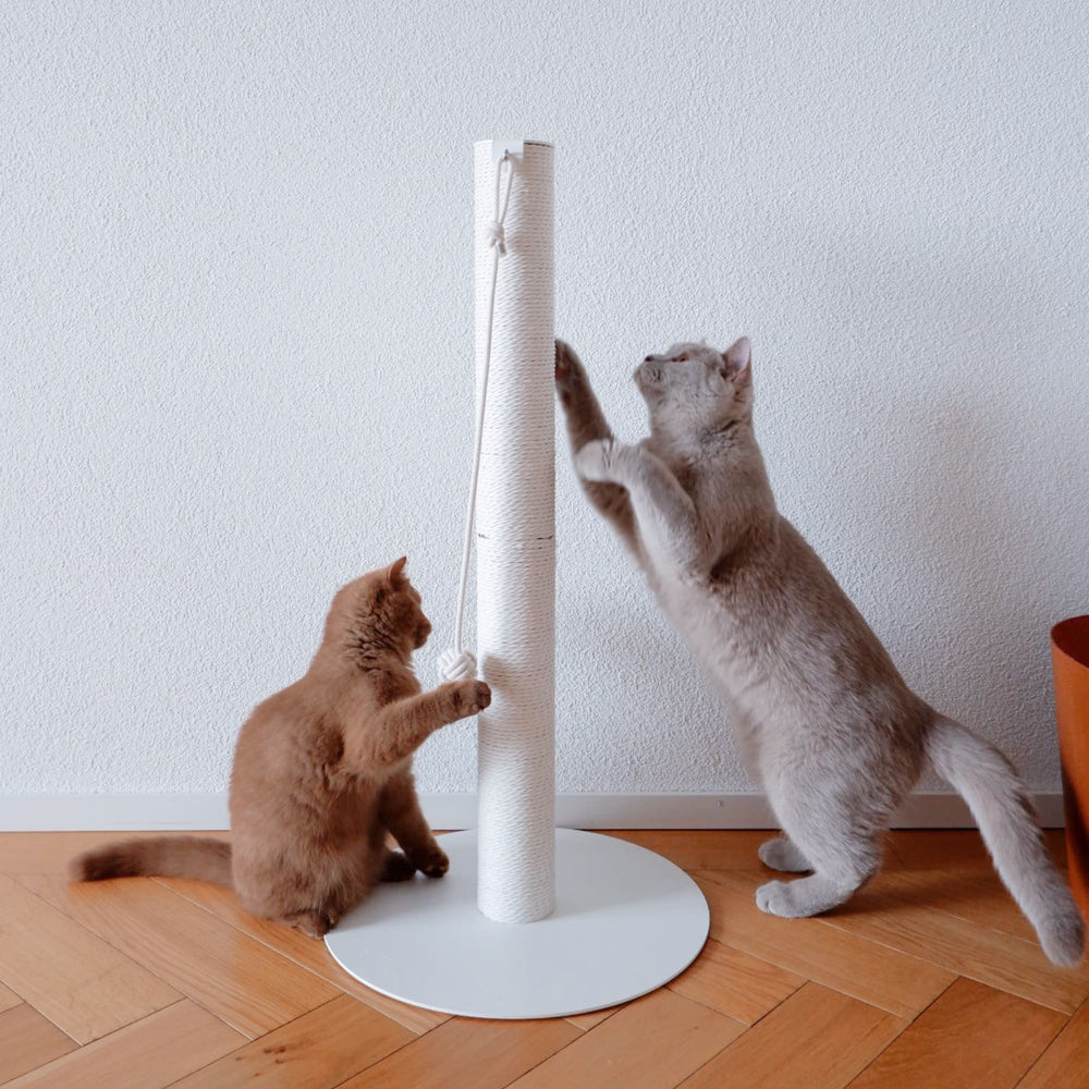 Colonne à griffer PAPERPOLE en blanc avec corde en papier – deux chats explorant l'option de grattage autoportante dans le salon.