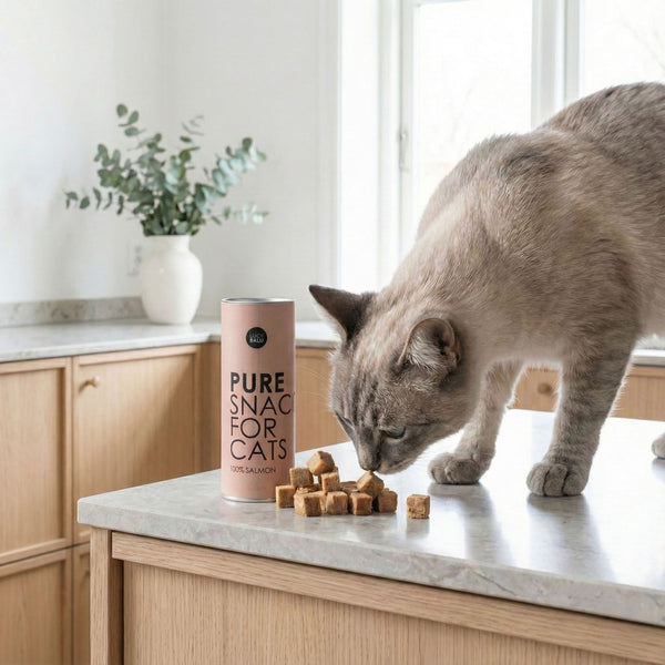 Friandise pour chat PURE au saumon – un chat reniflant des bouchées lyophilisées sur un plan de travail