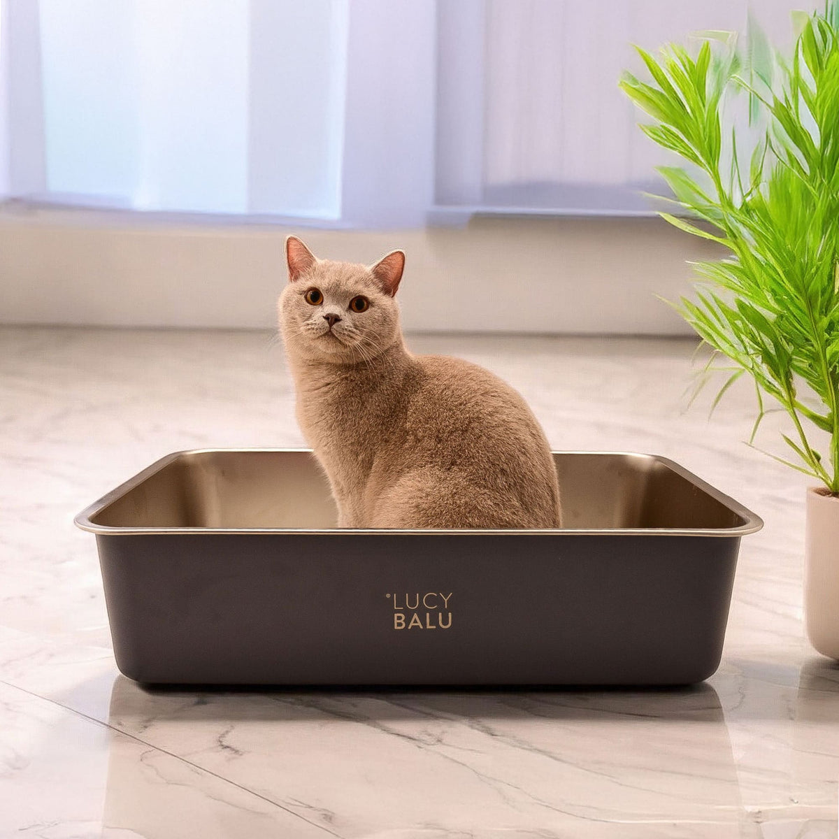 Beige Katze sitzt aufrecht in moderner Katzentoilette aus Metall in Anthrazit mit LUCY BALU-Logo – minimalistisches Interieur mit Pflanze im Hintergrund