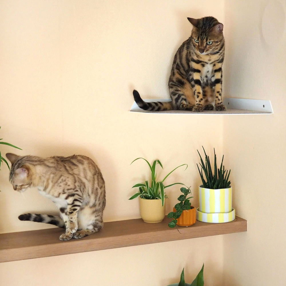 Deux chats Bengal sur l'étagère d'angle CORNER blanche et étagère murale avec plantes