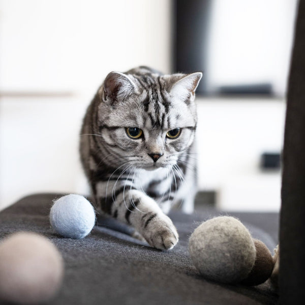 Katze spielt mit SOUND BALLS Filzbällen mit Glocke in Pastellfarben