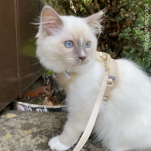 EXPLORER cat harness