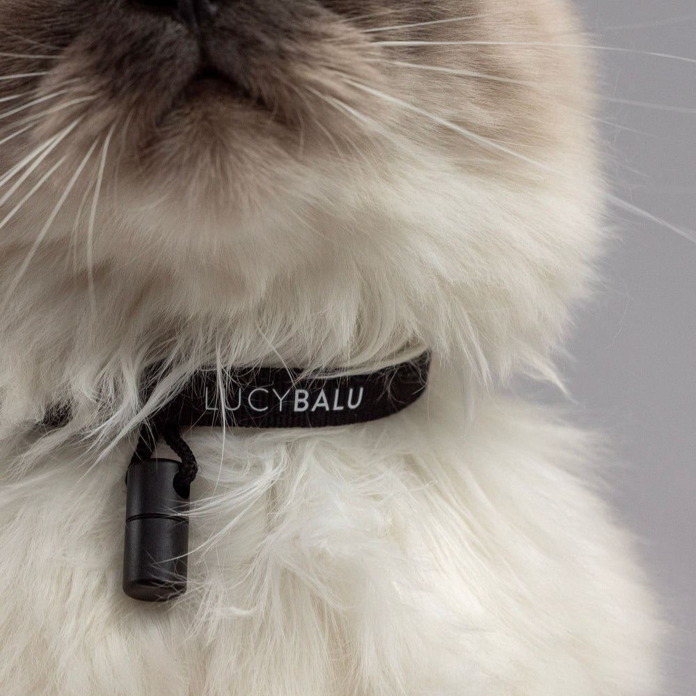 Detailopname: kat draagt zwarte nylon halsband met contactcapsule van LucyBalu.