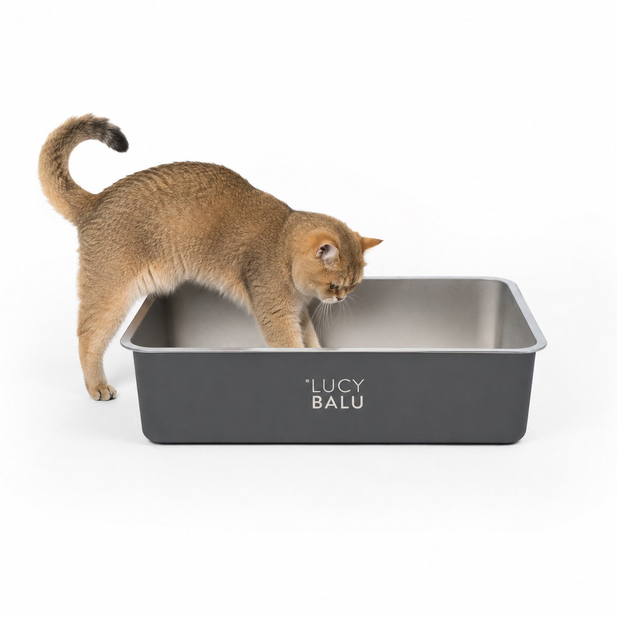 STEELOO Katzentoilette aus Edelstahl in Anthrazit, Katze sitzt davor
