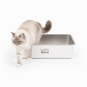 STEELOO Katzentoilette aus Edelstahl in Weiß, Katze sitzt davor