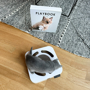 Katze betrachtet das LucyBalu Playbook, ein Katzen Kratzspielzeug im Table Book Look mit integrierter Kratzfläche und Ball im Inneren.