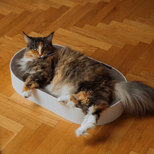 SCRATCHBED lit griffoir en carton