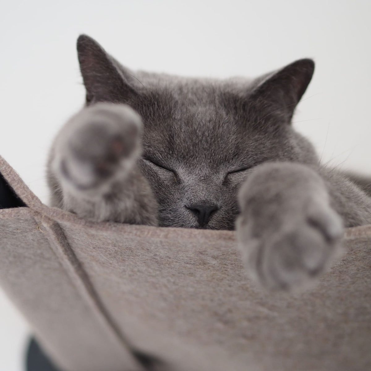 Graue Katze schläft tiefenentspannt in einer Filz-Hängematte und streckt die Vorderpfoten in Richtung Kamera.
