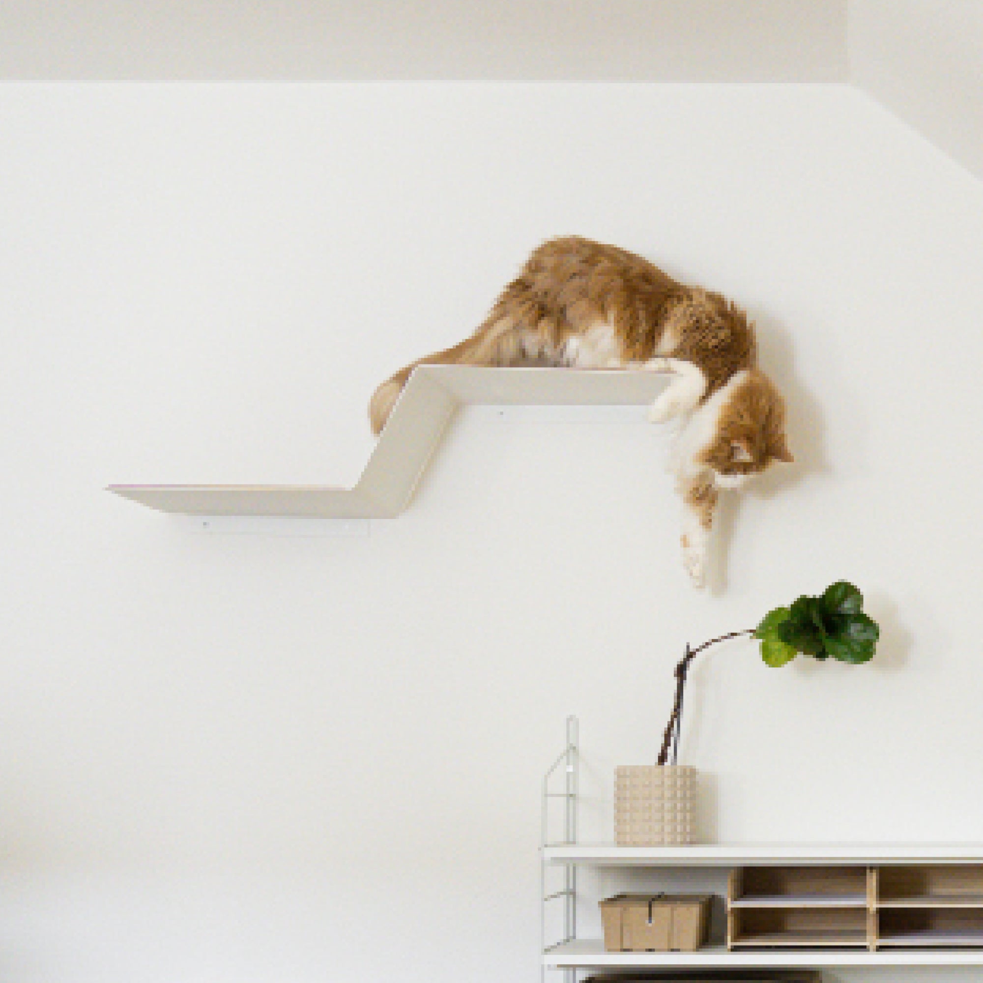 WAVE Katzenstufe XXL