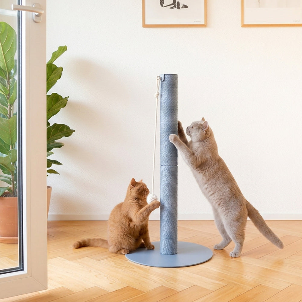 Deux chats jouant près de la colonne à griffer PAPERPOLE en bleu – ambiance chaleureuse avec parquet.