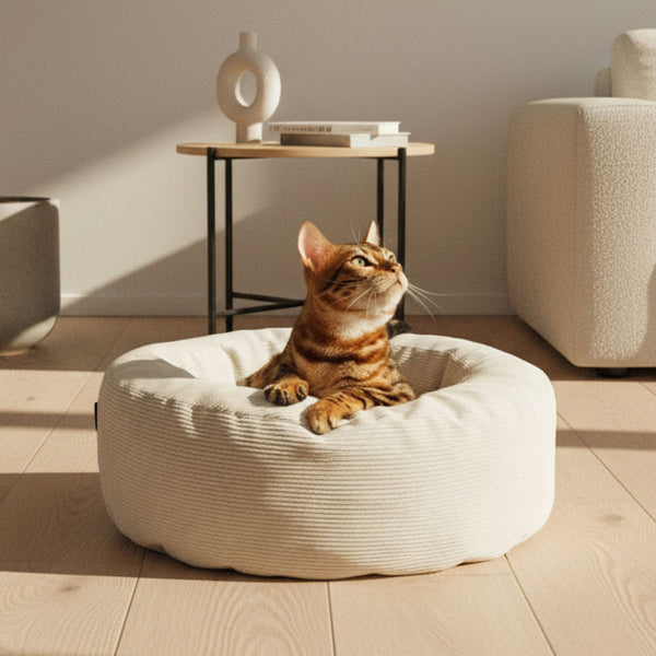 NEST Katzenbett in Weiß, Bengal-Katze sitzt neugierig darin und blickt nach oben, gemütliches Wohnzimmer