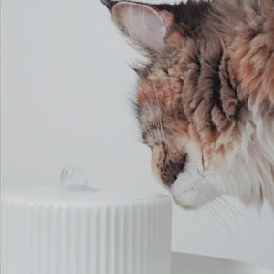 TREVI Katzentrinkbrunnen Video