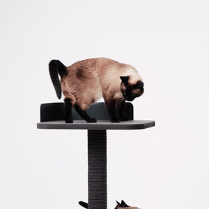 PLATEAU Krabpaal | 1 ligvlak