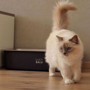  Ragdoll-Katze mit buschigem Schwanz läuft vor einer anthrazitfarbenen Katzentoilette von LUCY BALU entlang – warme Lichtstimmung auf Holzfußboden