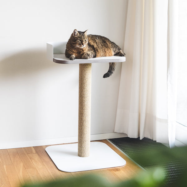 PLATEAU Kratzbaum in Weiß, getigerte Katze liegt entspannt auf der Liegefläche am Fenster